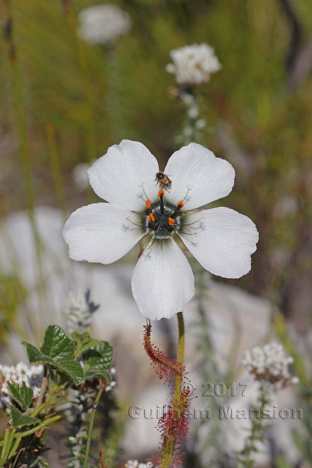 Drosera cistiflora