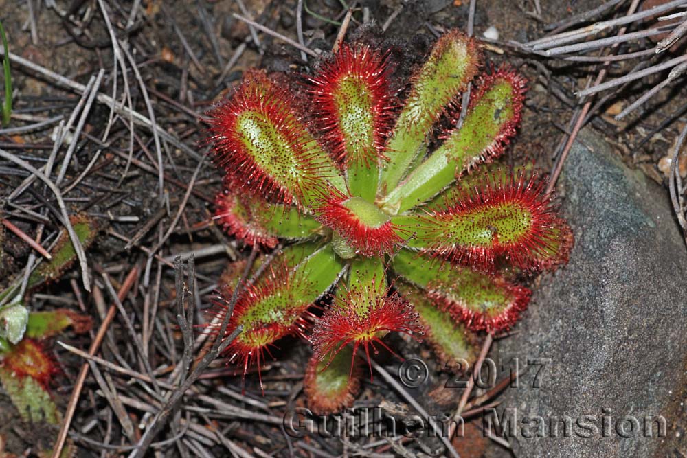 Drosera cistiflora