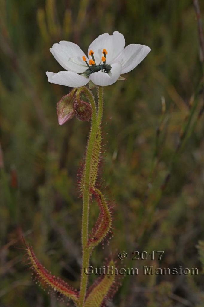 Drosera cistiflora