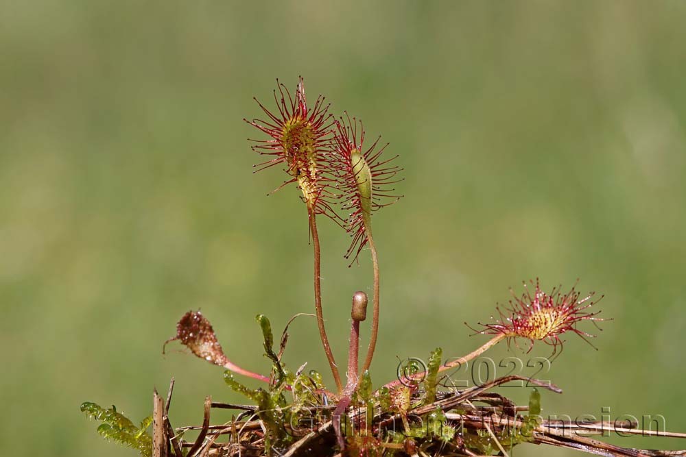 Drosera x obovata