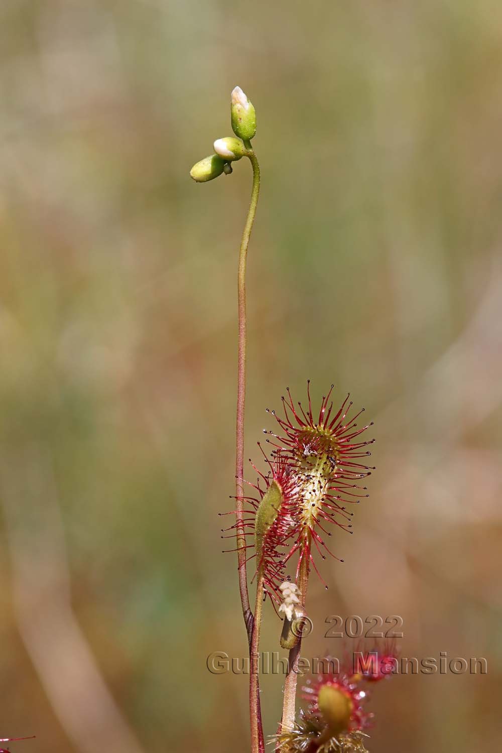 Drosera x obovata