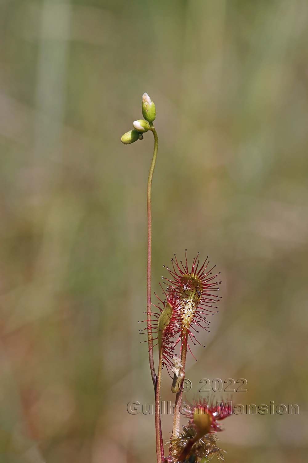 Drosera x obovata