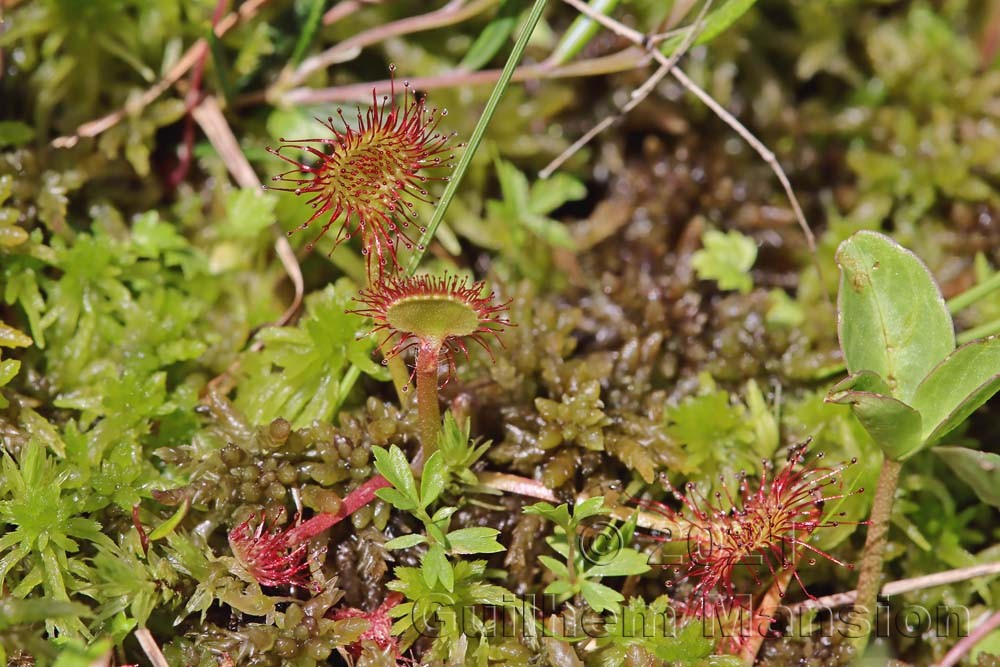 Drosera rotundifolia