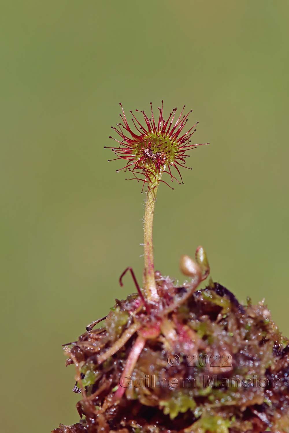 Drosera rotundifolia