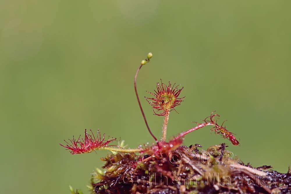 Drosera rotundifolia