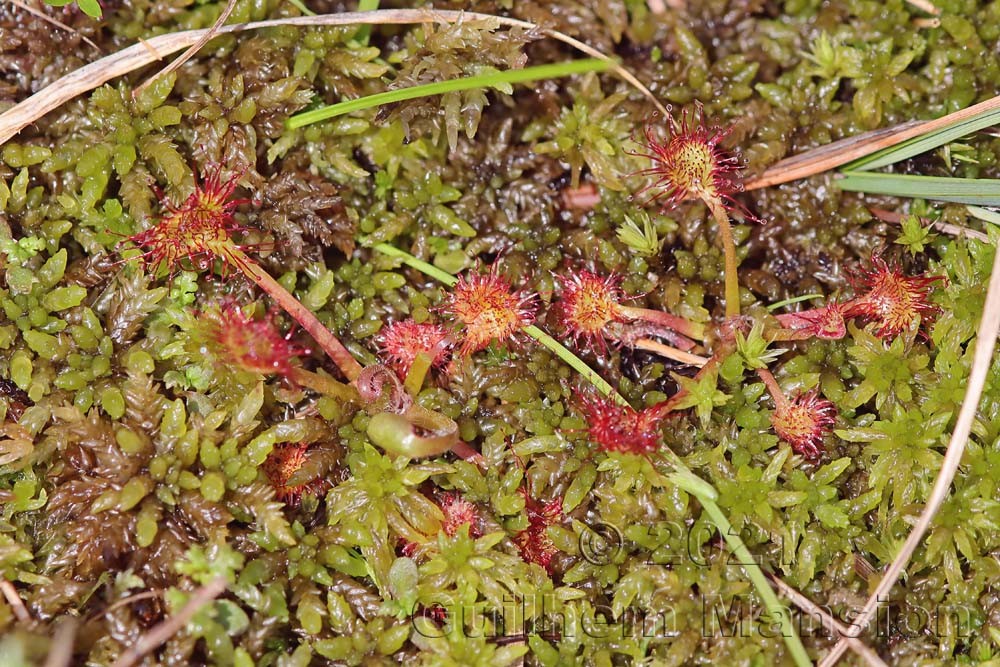 Drosera rotundifolia