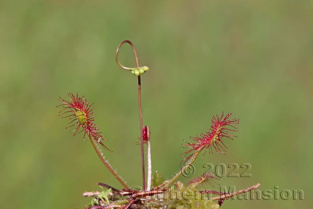 Drosera rotundifolia