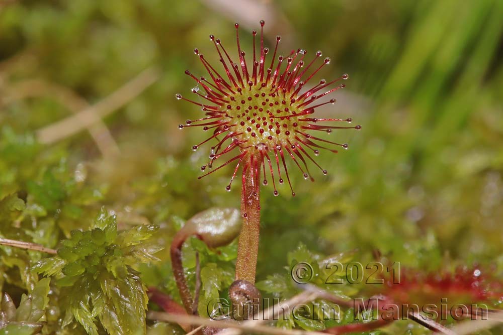 Drosera rotundifolia