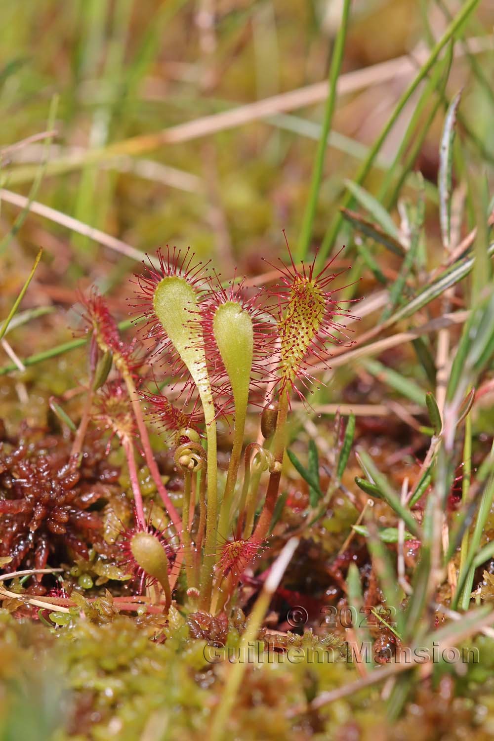 Drosera x obovata