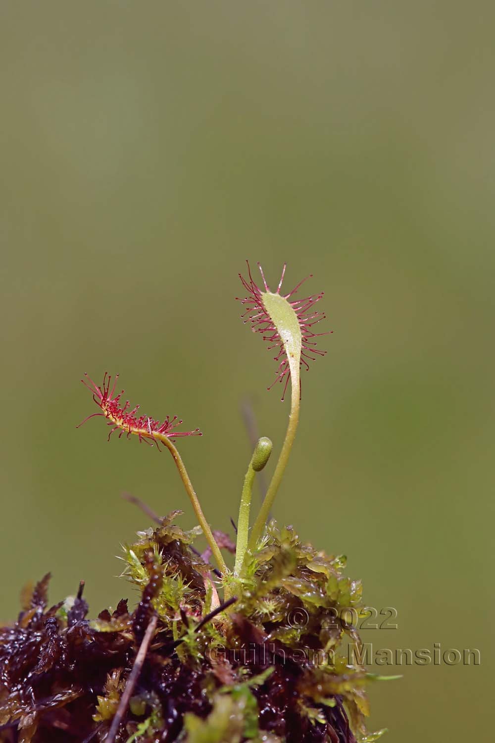 Drosera x obovata