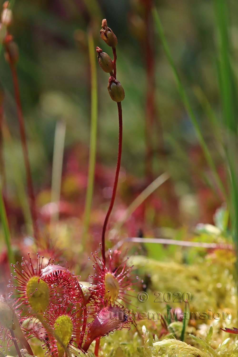 Drosera x obovata