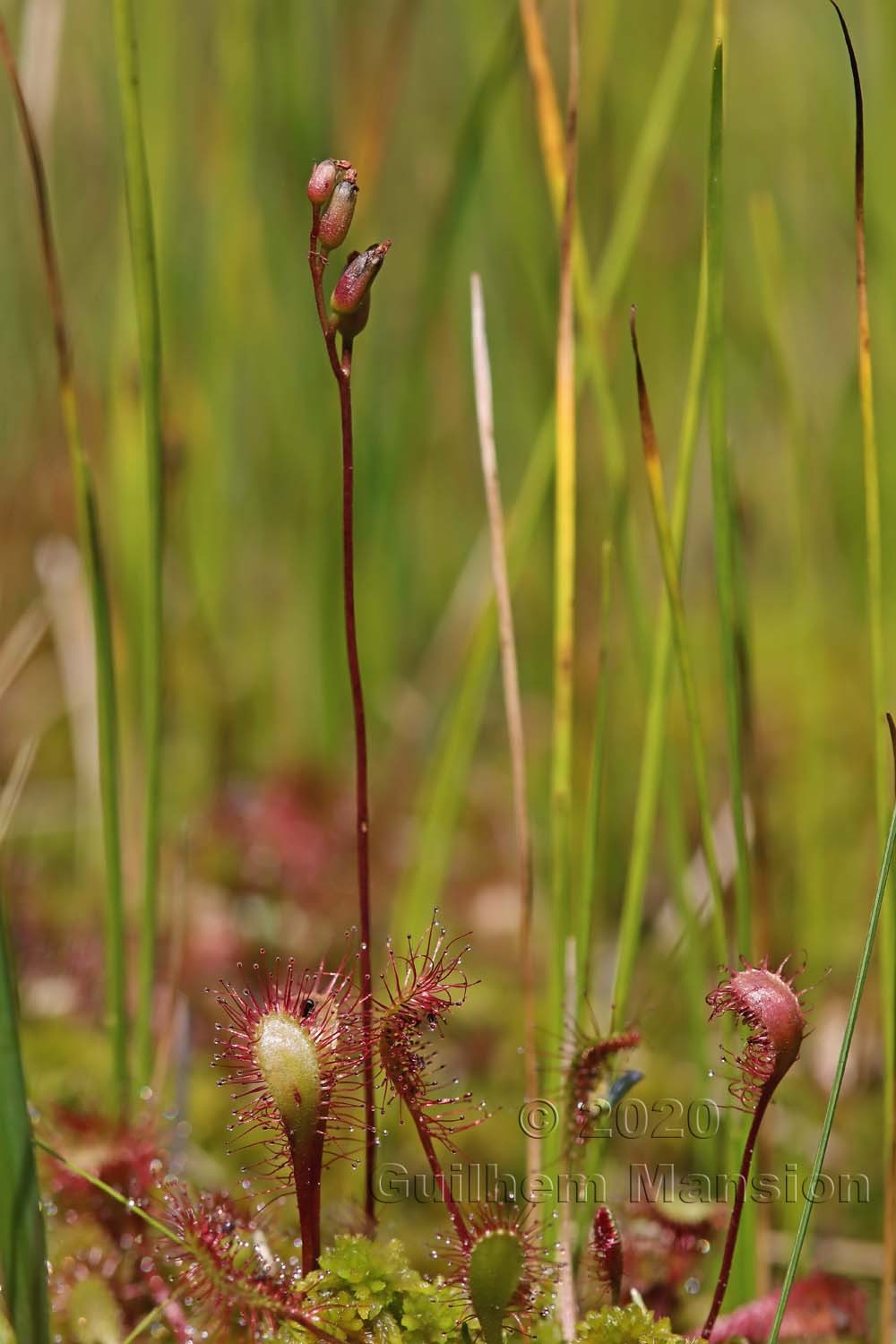 Drosera x obovata