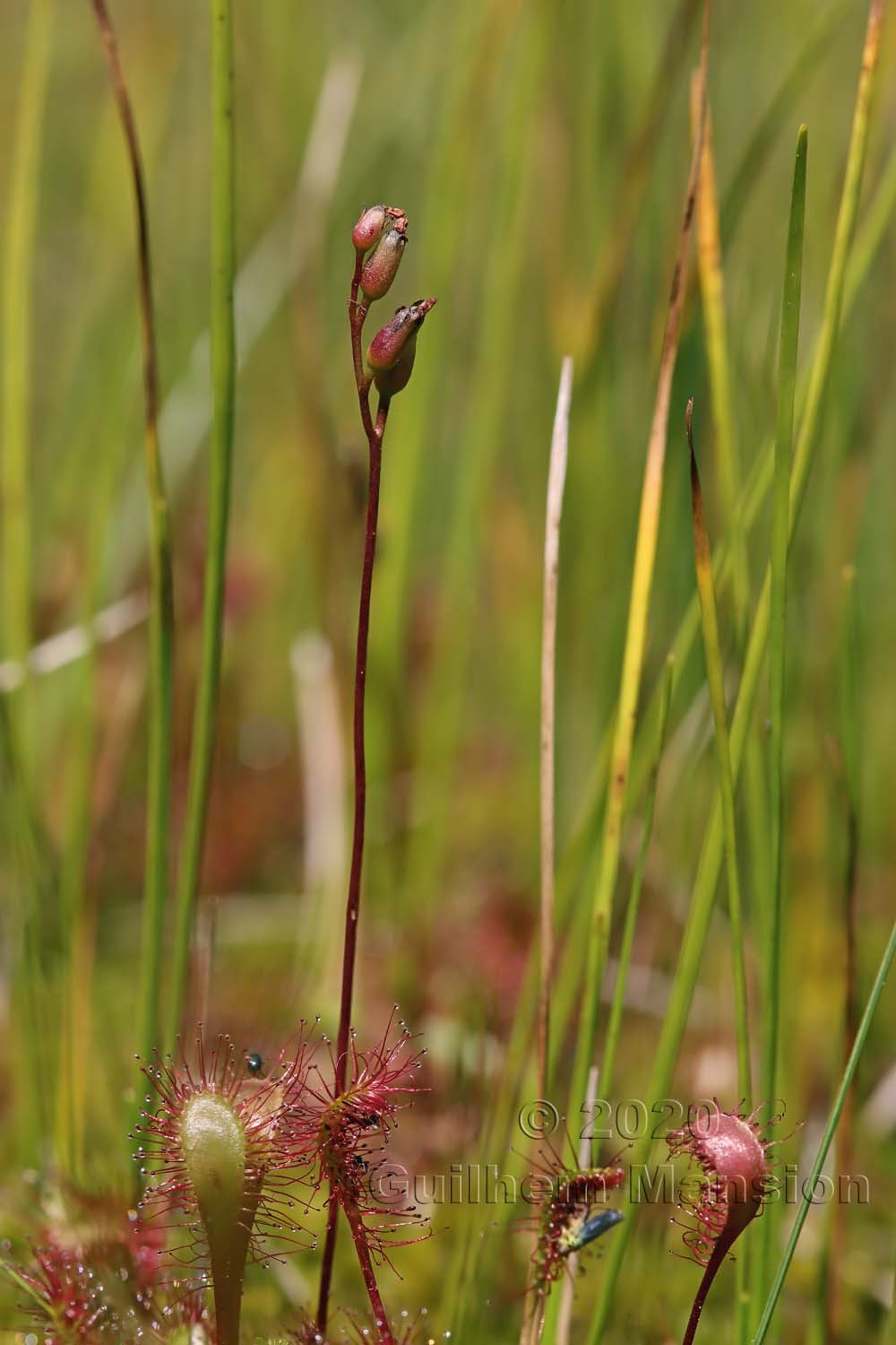 Drosera x obovata