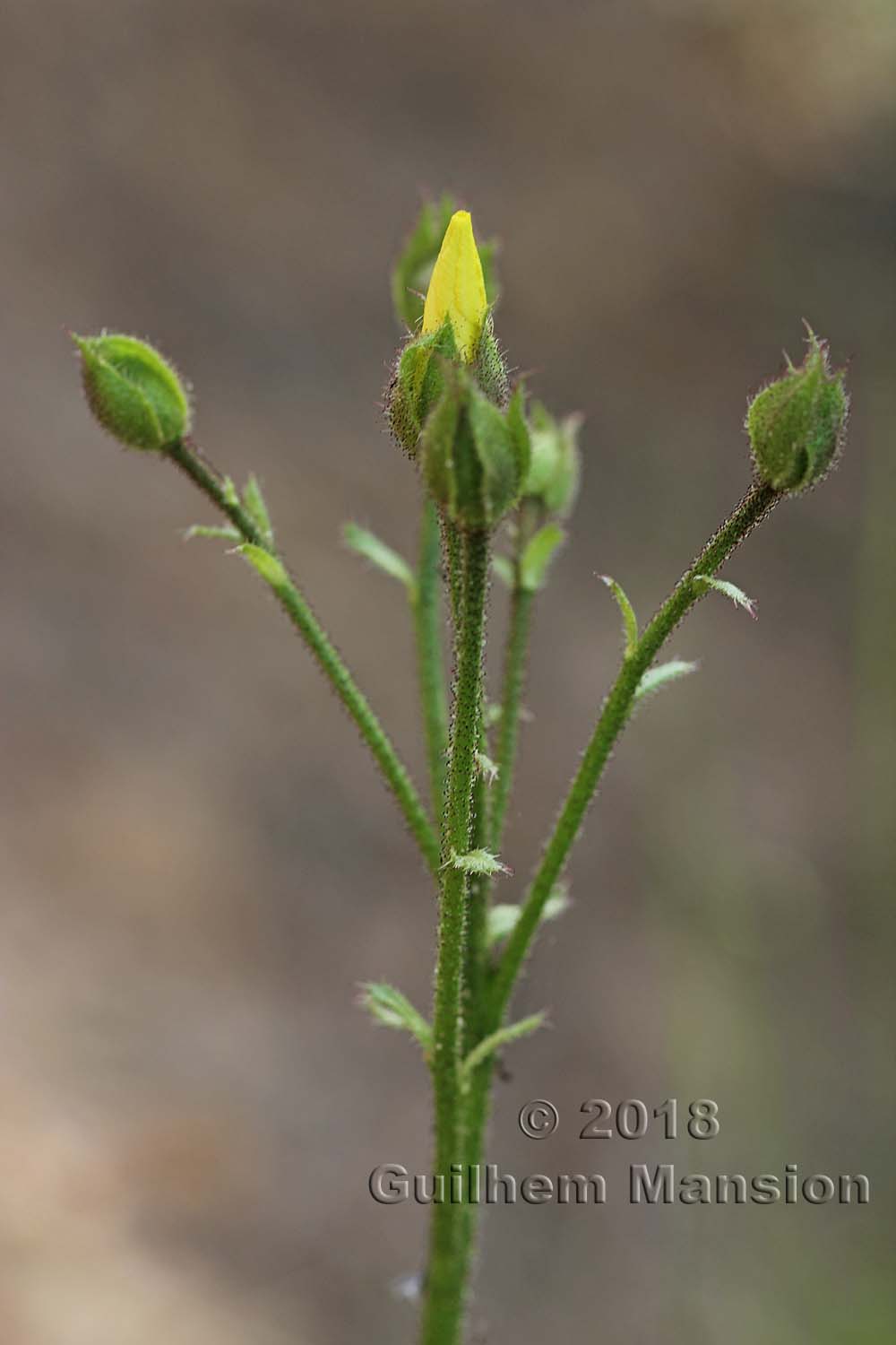 Drosophyllum lusitanicum