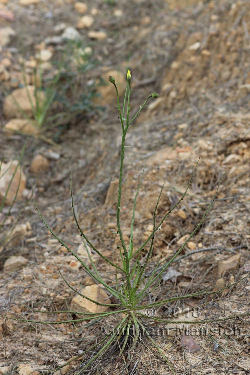 Drosophyllum lusitanicum