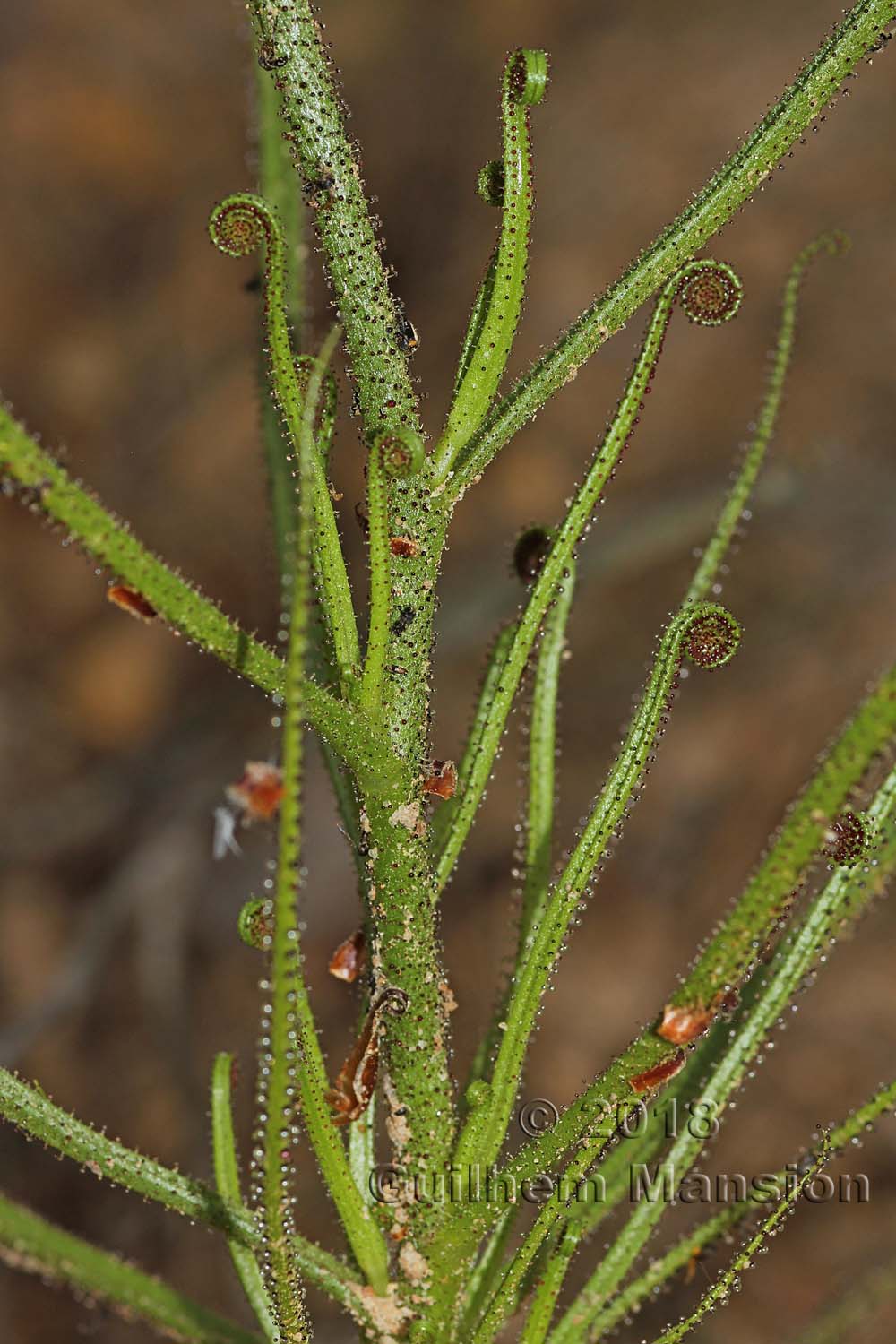 Drosophyllum lusitanicum