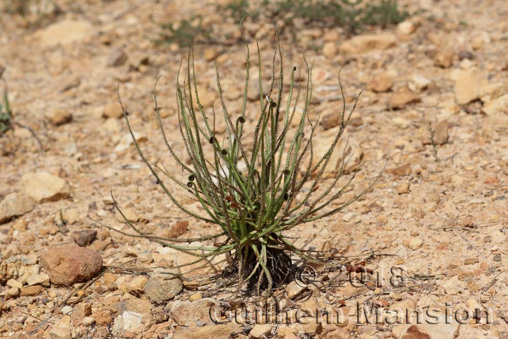 Drosophyllum lusitanicum