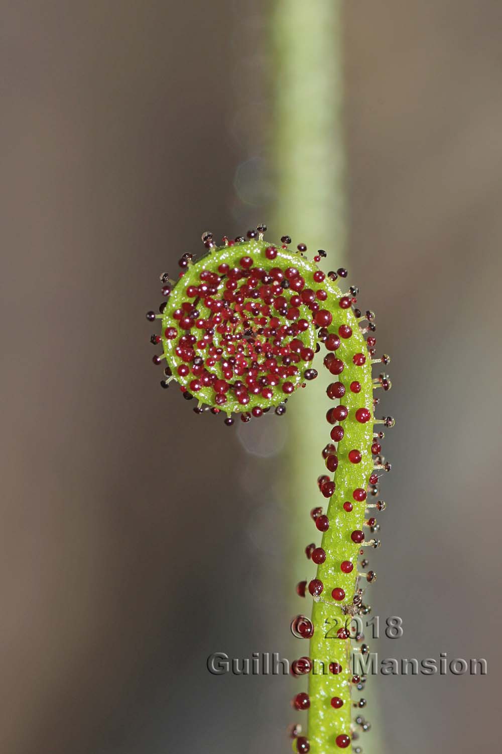 Drosophyllum lusitanicum