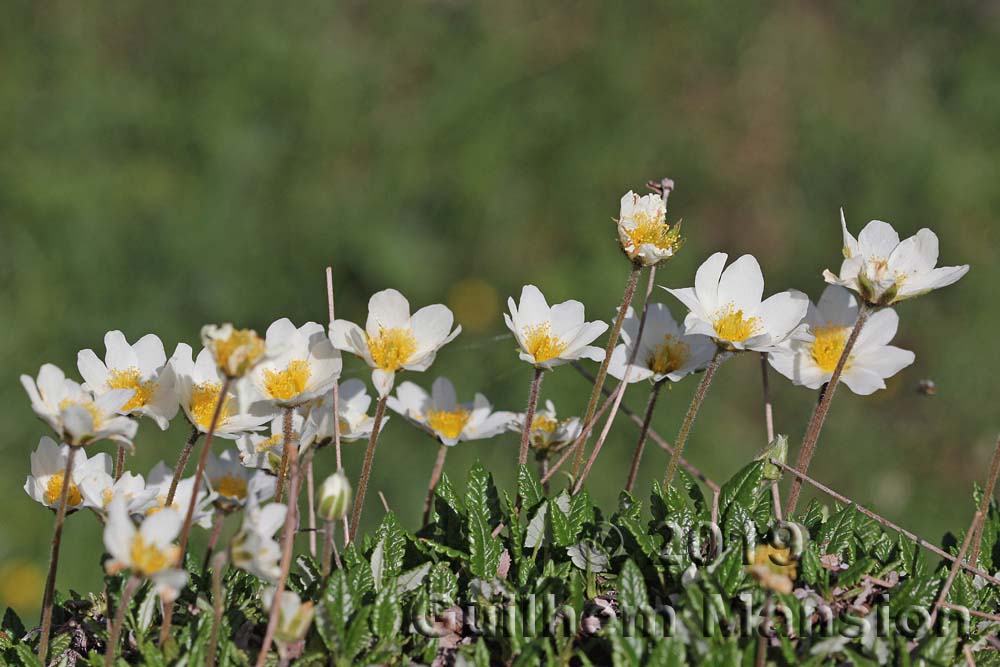 Dryas octopetala