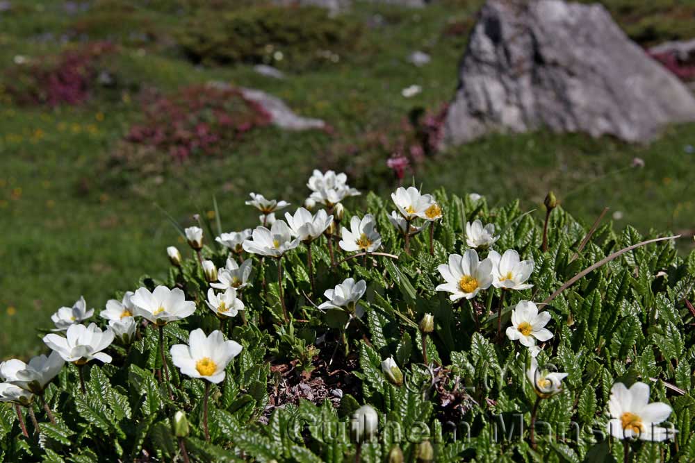 Dryas octopetala