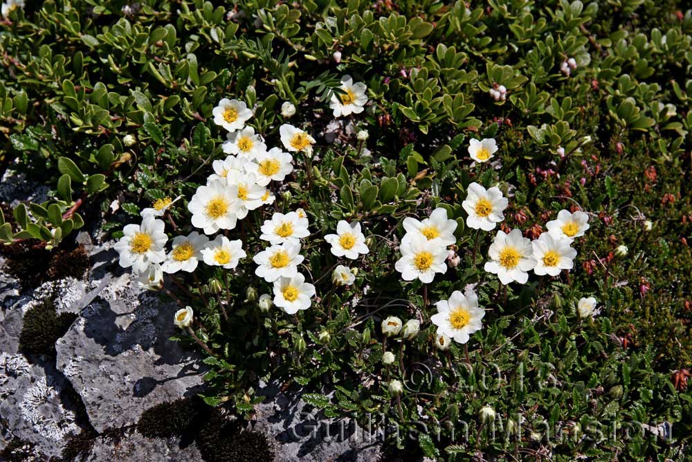 Dryas octopetala