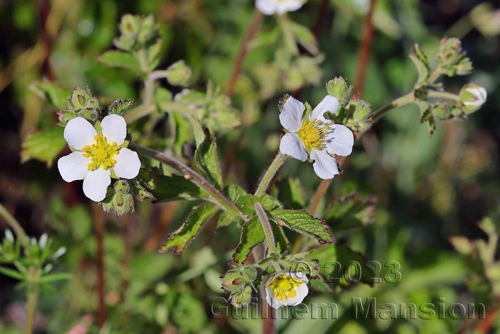 Drymocallis [Potentilla] rupestris