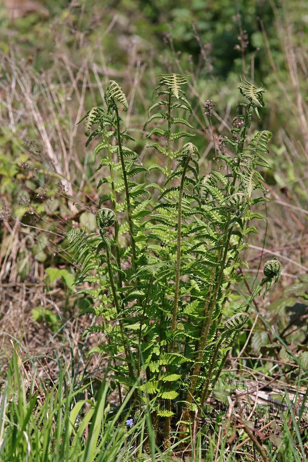 Dryopteris filix-mas