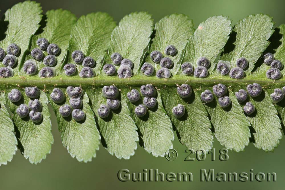 Dryopteris filix-mas