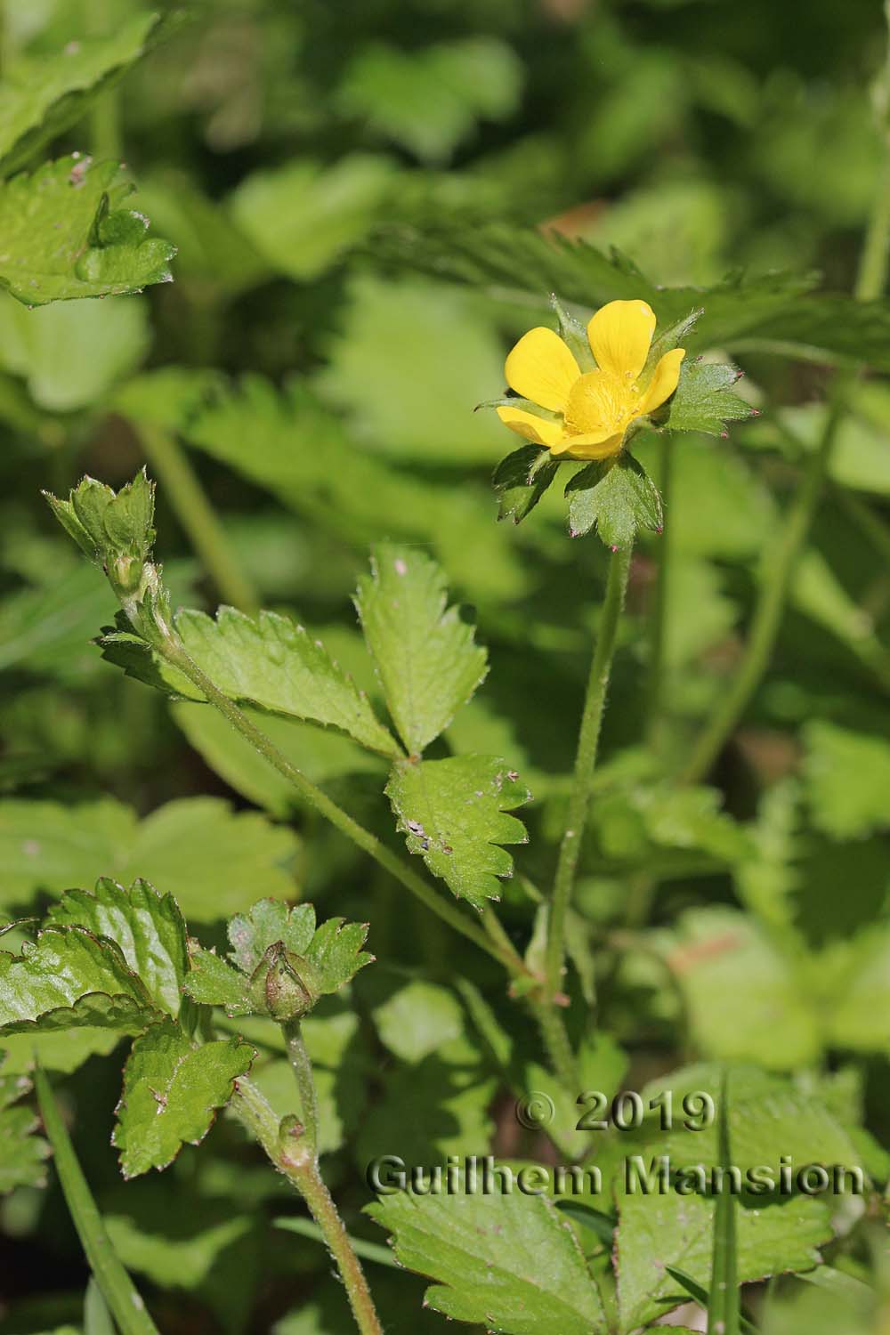 Potentilla [Duchesnea] indica