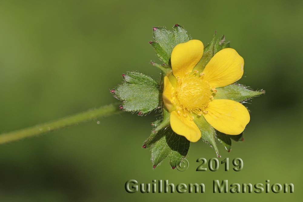 Potentilla [Duchesnea] indica