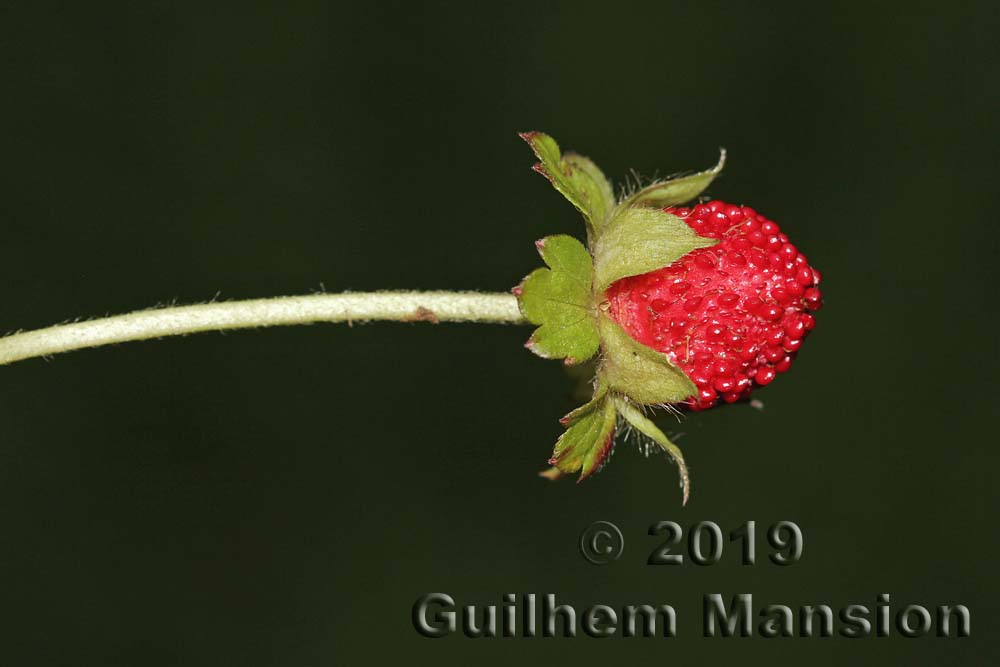 Potentilla [Duchesnea] indica