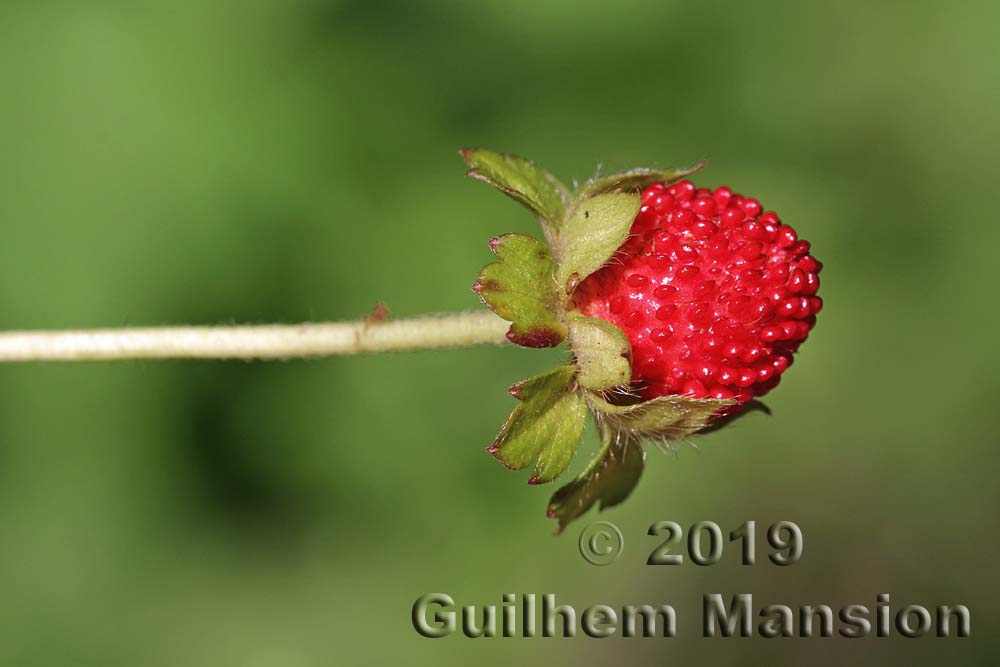 Potentilla [Duchesnea] indica