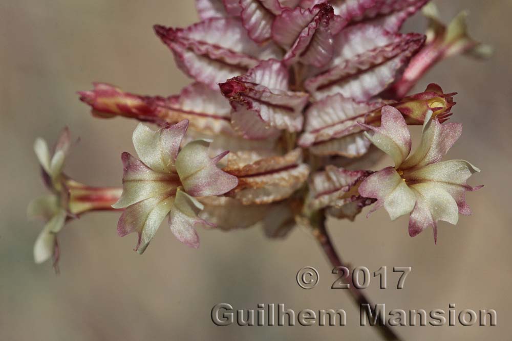 Dyerophytum africanum