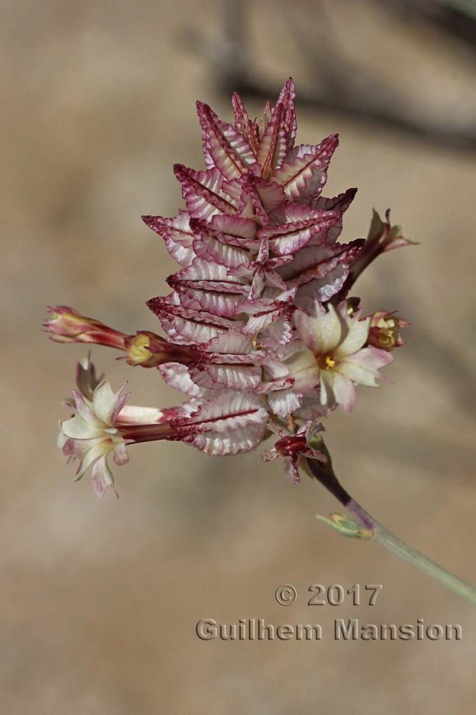 Dyerophytum africanum