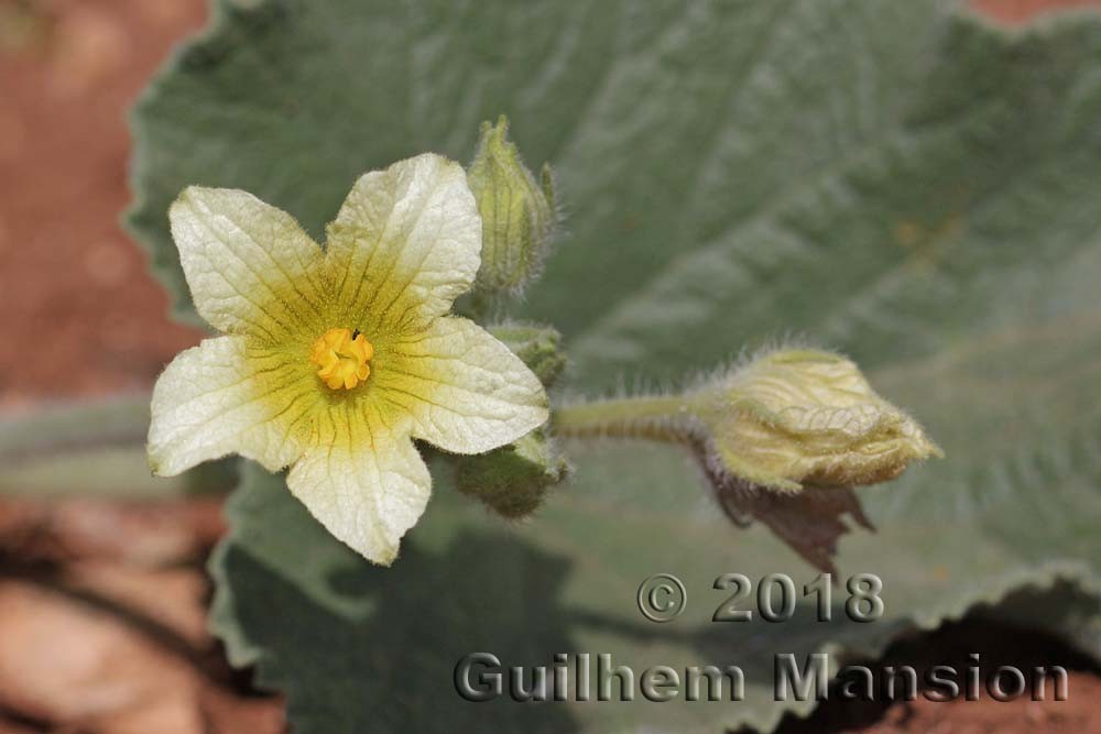Family - Cucurbitaceae