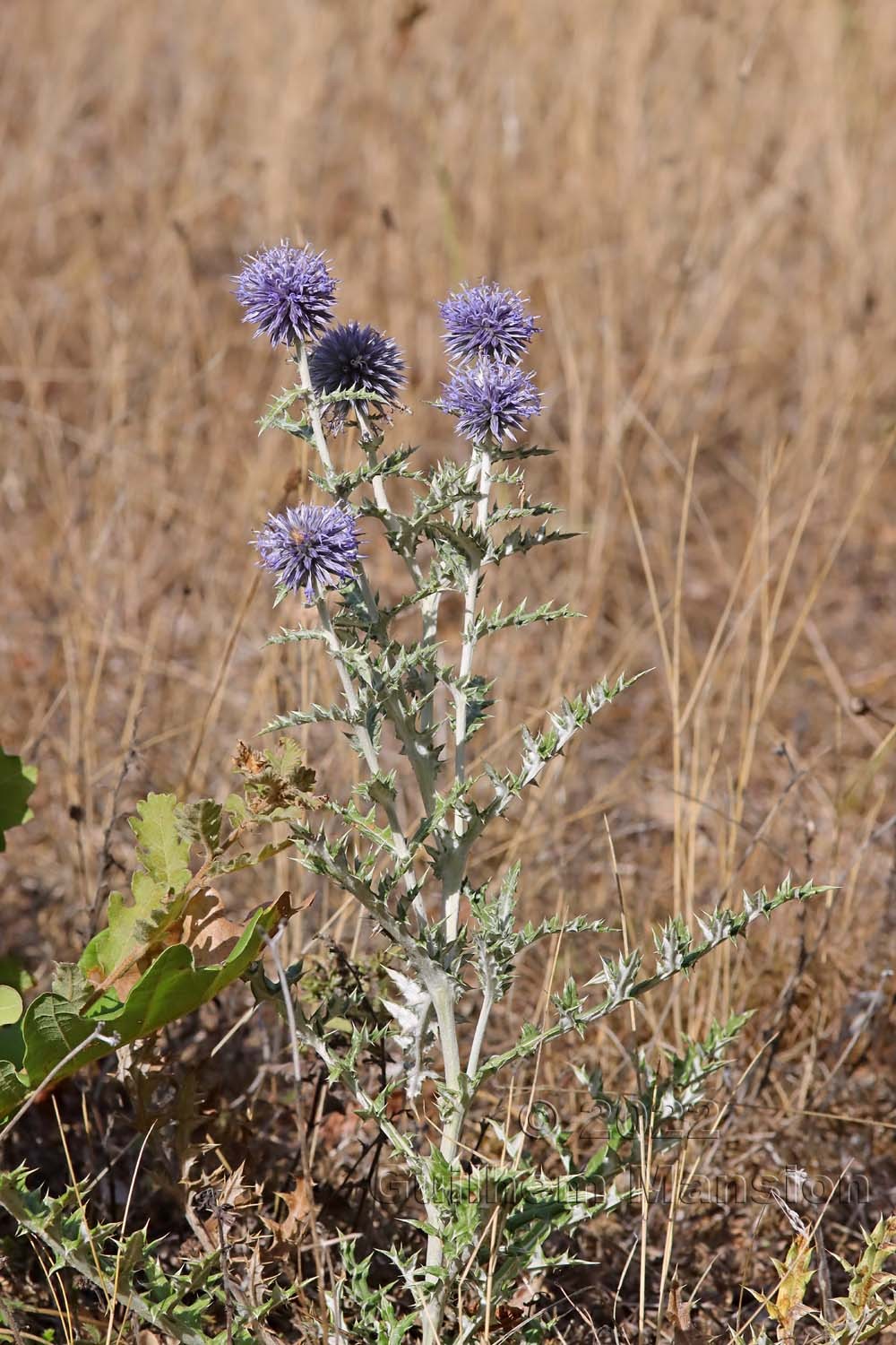 Echinops ritro