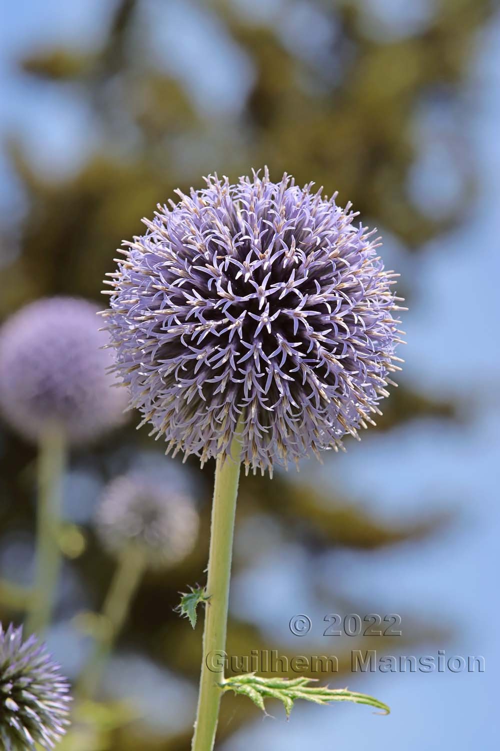 Echinops sphaerocephalus