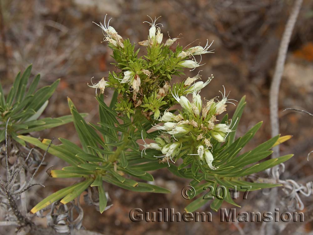 Echium leucophaeum