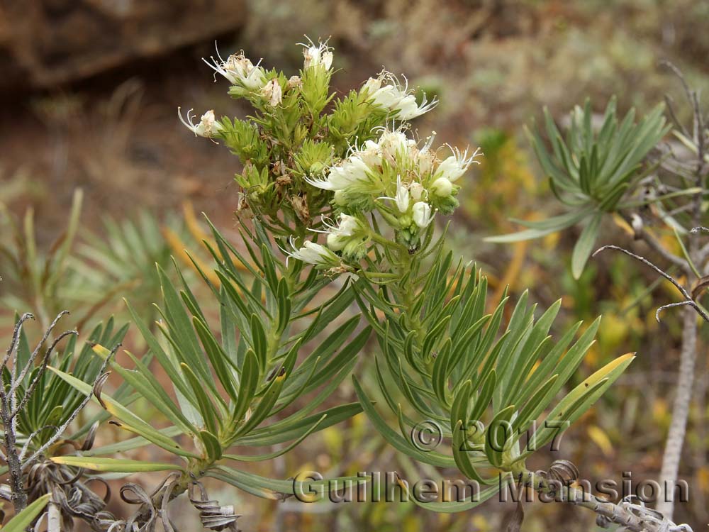 Echium leucophaeum