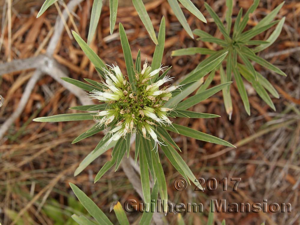 Echium leucophaeum