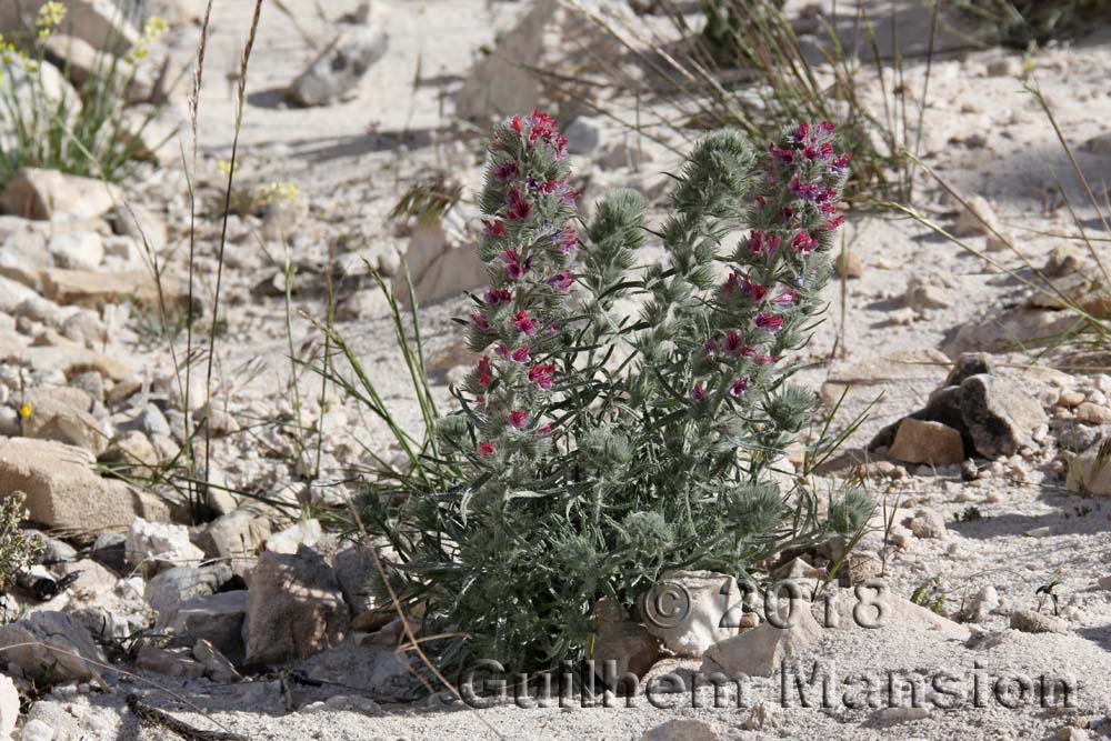 Echium albicans