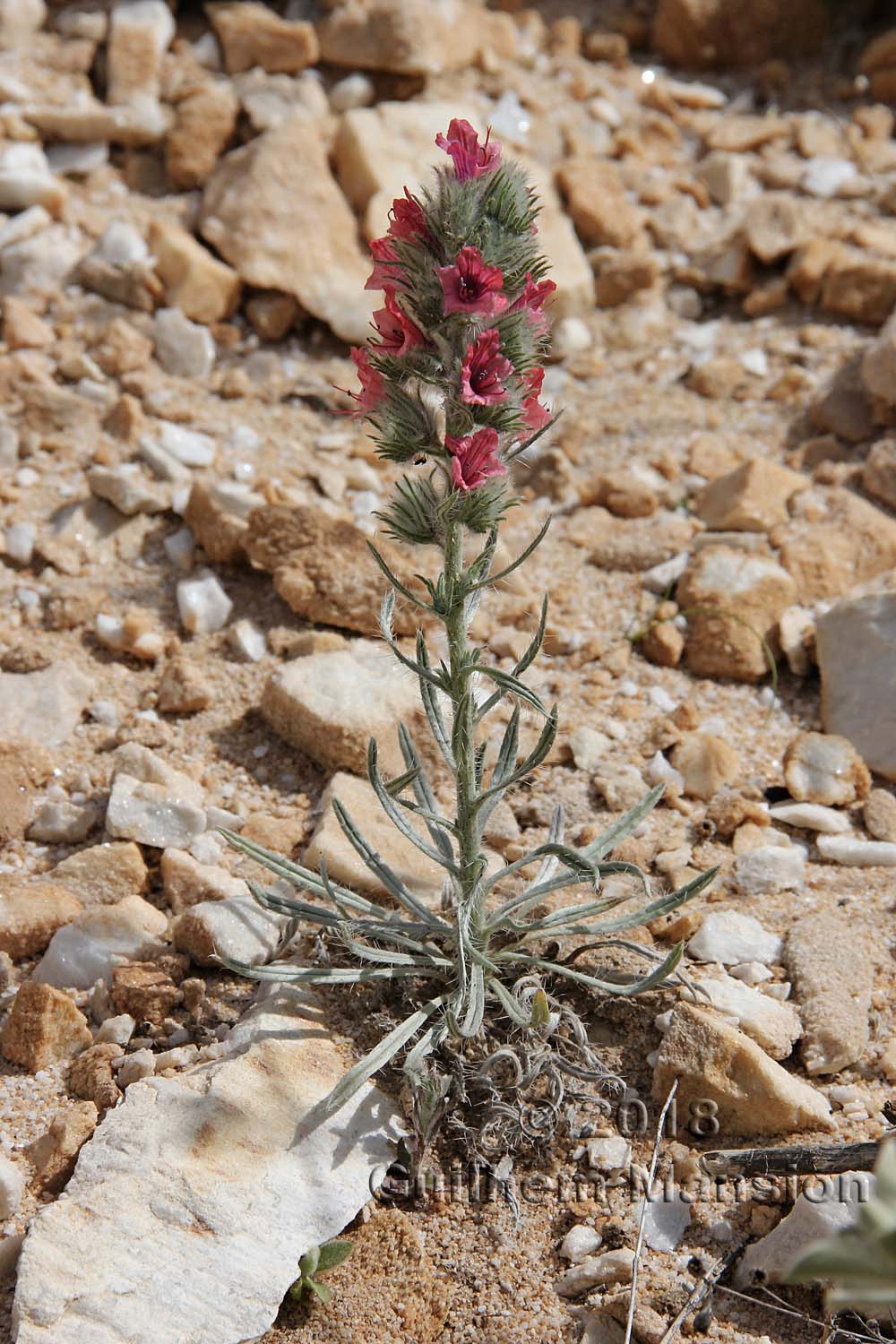 Echium albicans