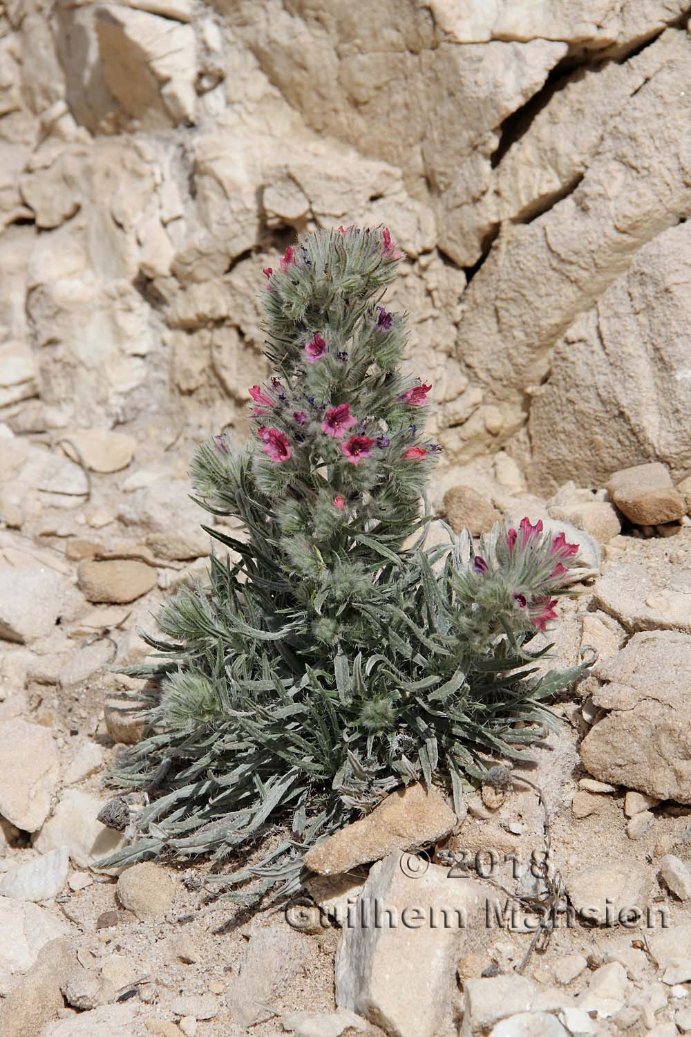 Echium albicans