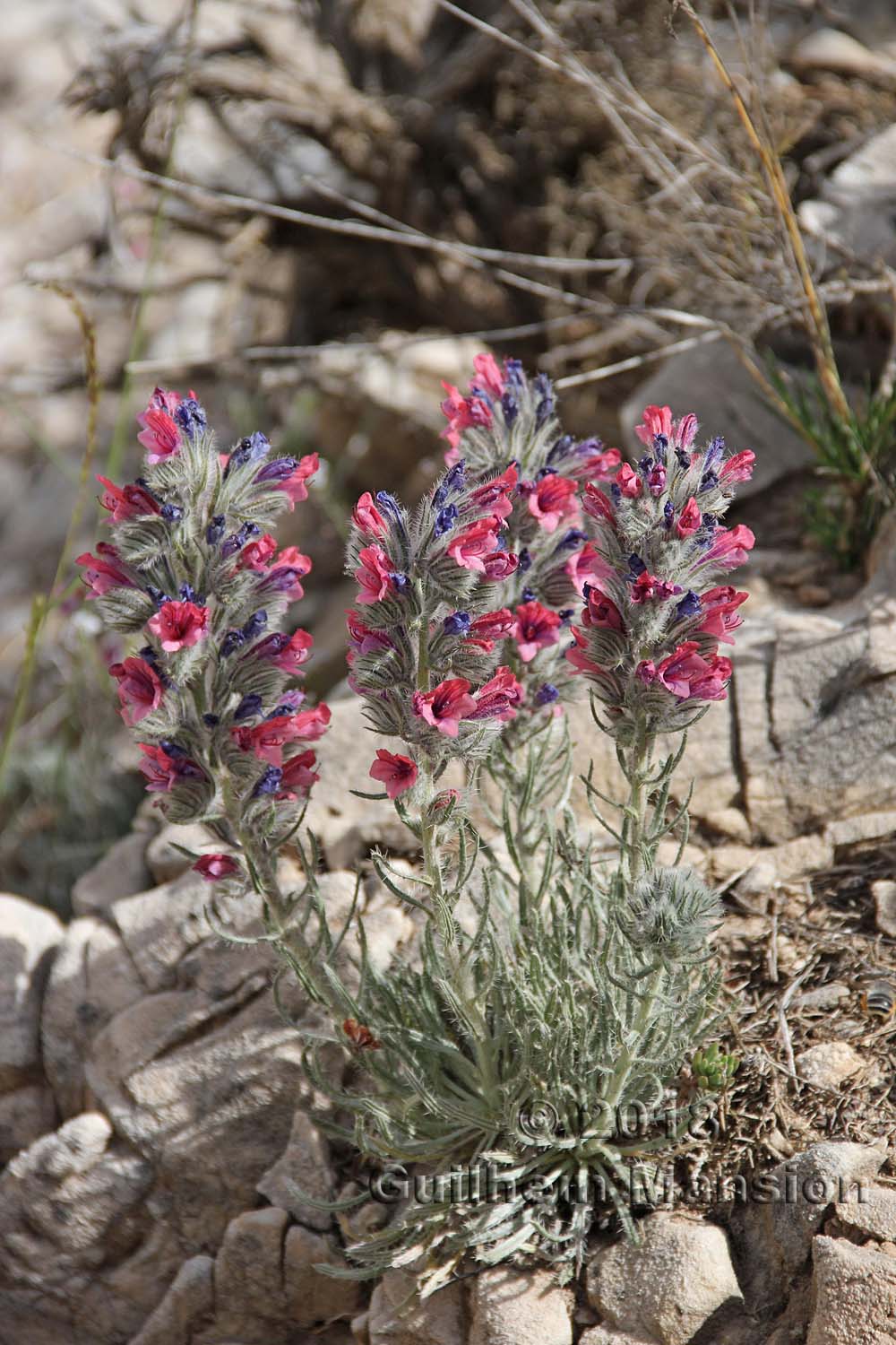 Echium albicans