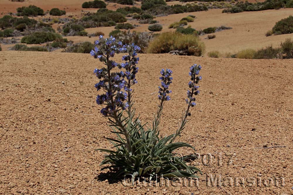 Echium auberianum