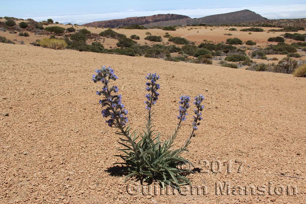 Echium auberianum