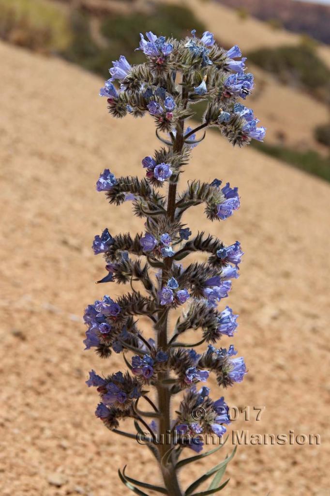 Echium auberianum