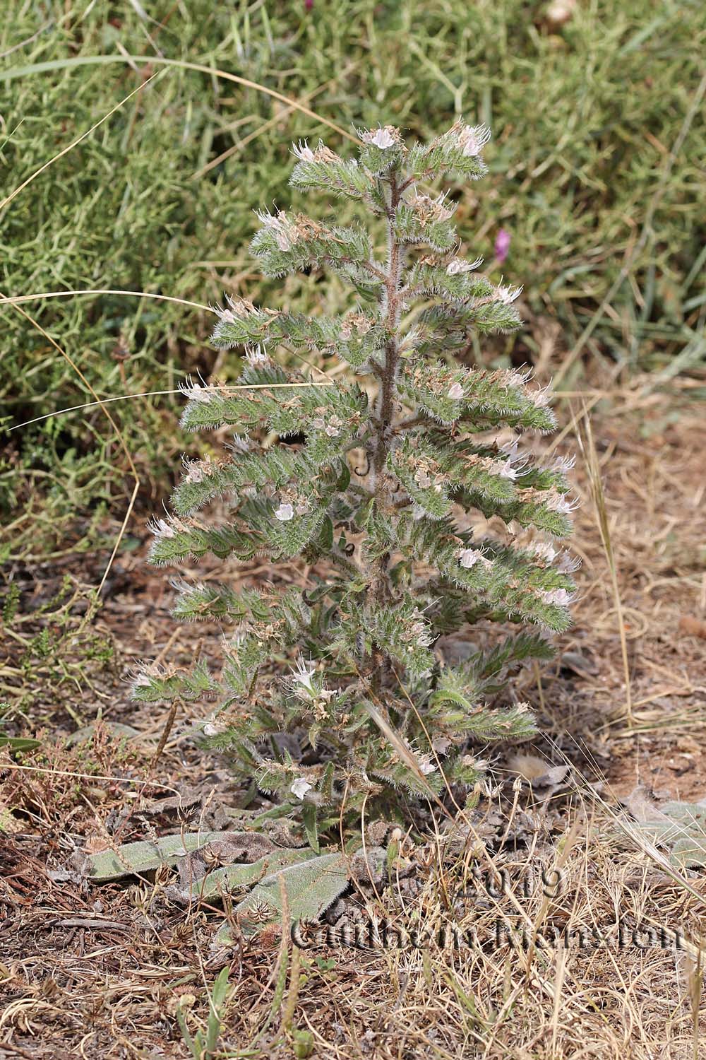 Echium italicum subsp. siculum