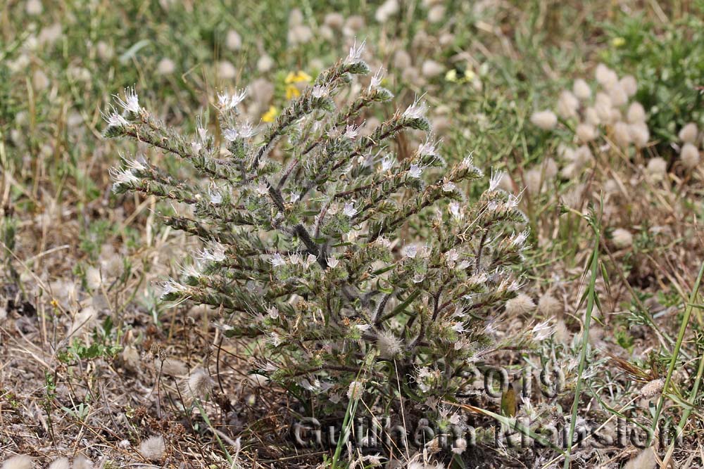 Echium italicum subsp. siculum