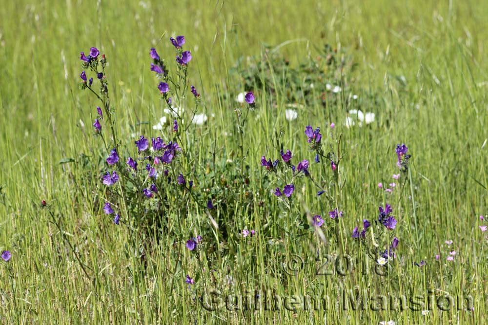 Echium plantagineum